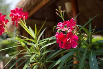 *** Hotel Mary Beach Bungalows Sihanoukville Cambodia